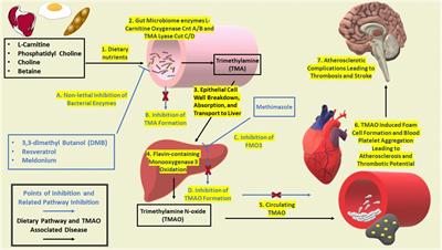 Drug Discovery and Development of Novel Therapeutics for Inhibiting TMAO in Models of Atherosclerosis and Diabetes